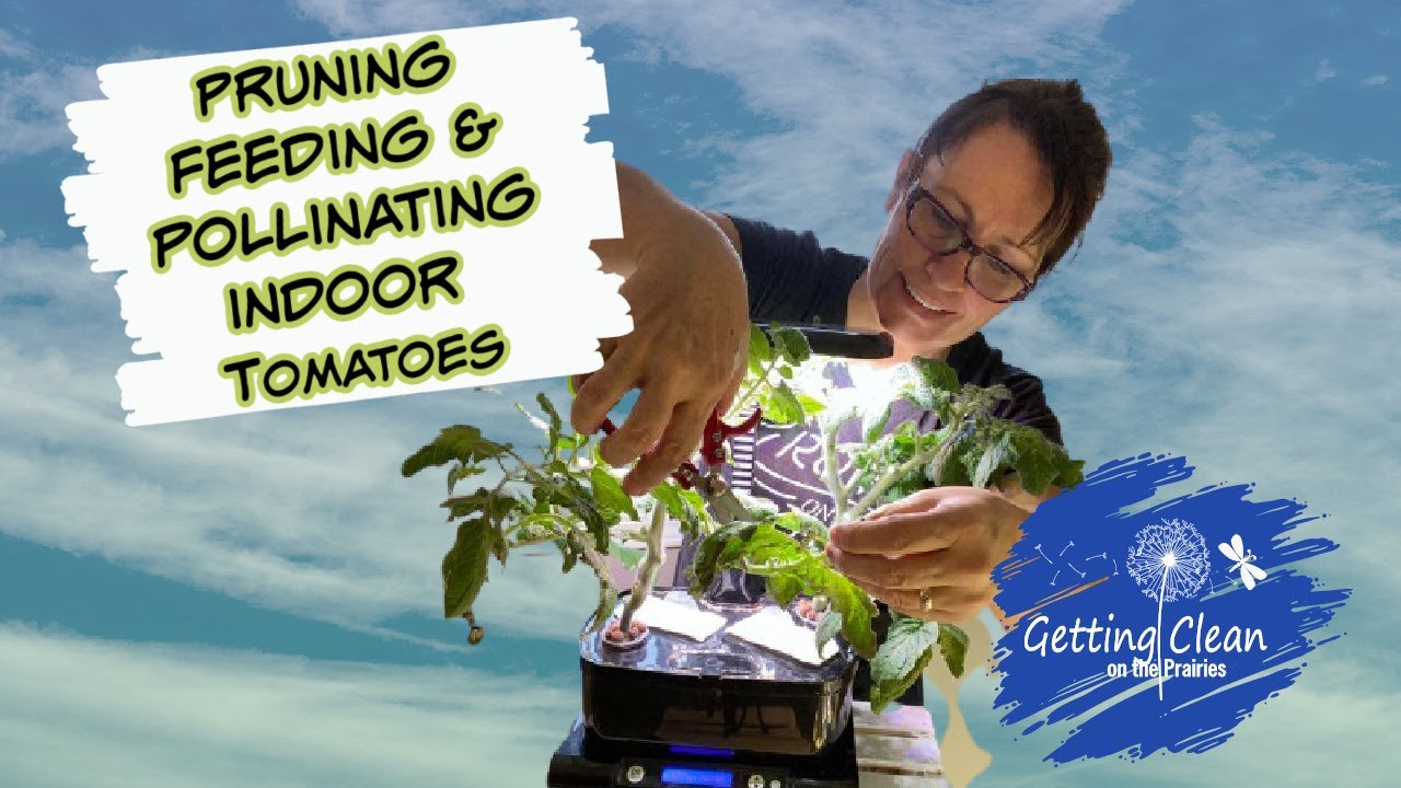 Pruning, Feeding & Pollinating my Aerogarden Tomatoes - Growing Food Indoors
