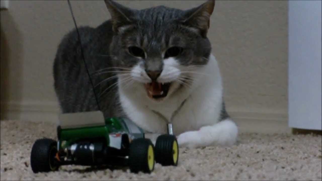 Cats and dogs react to RC toys - Funny animal compilation