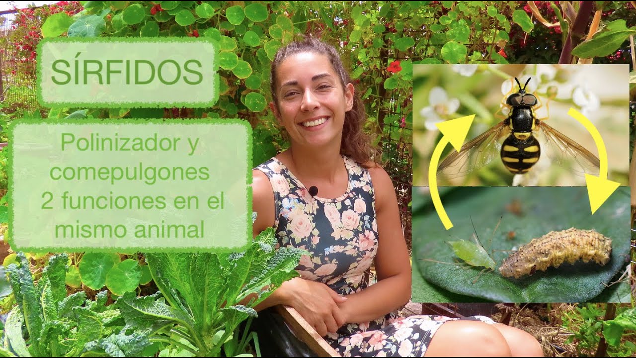 MOSCA DE LAS FLORES o SÍRFIDO: Aliados en el jardín