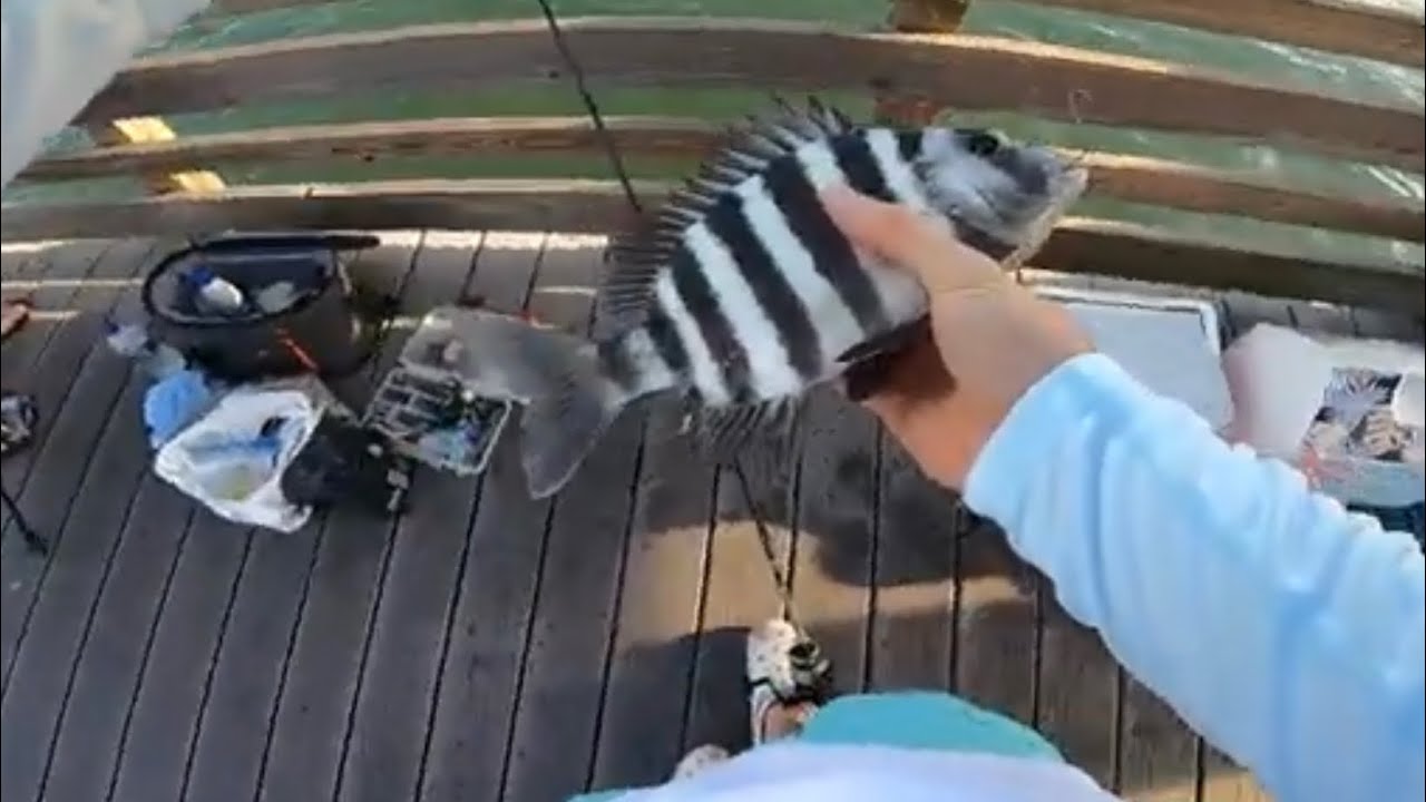 New Symrna SHEEPSHEAD CATCH N COOK!