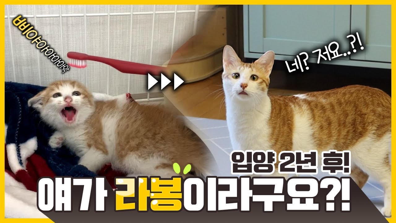 사이렌 비명지르던 아기고양이 라봉! 입양 2년 후 근황..?!