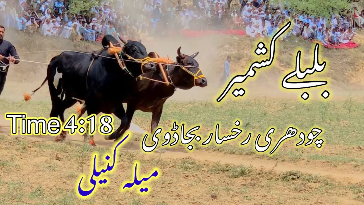 Bull Race Punjab / Akhara Jhelum/dand bulbuly kashmir / Ch rukhsar shab bajar /