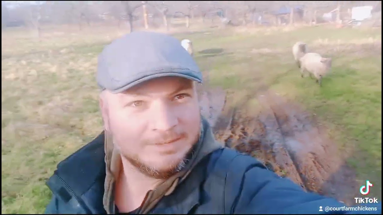 walking with sheep, what could go wrong!?