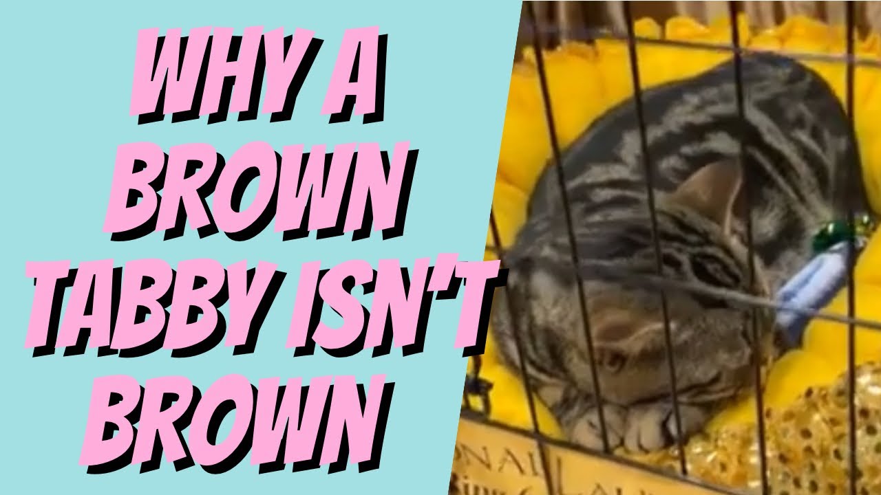 Black Tabby vs Black Silver Tabby explained for new cat breeders