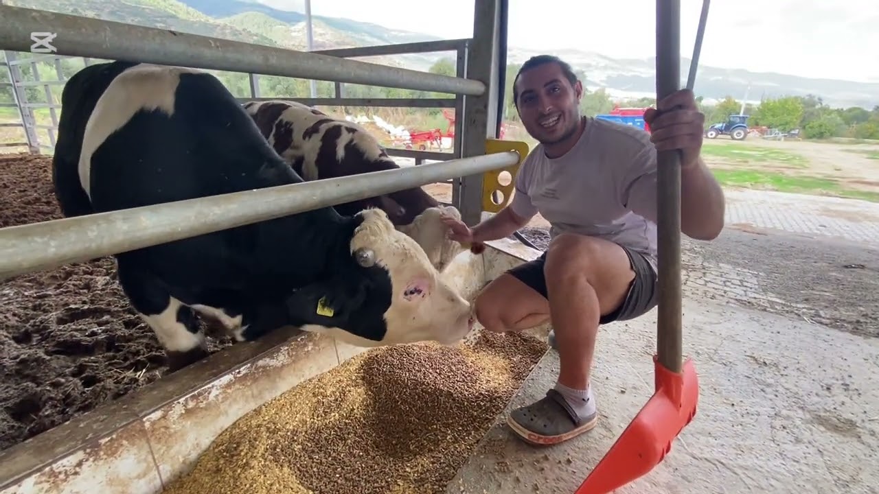 Besi danalarını  nasıl besliyoruz onu anlatıyoruz keyifli izlemeler 🙏🥰🤗