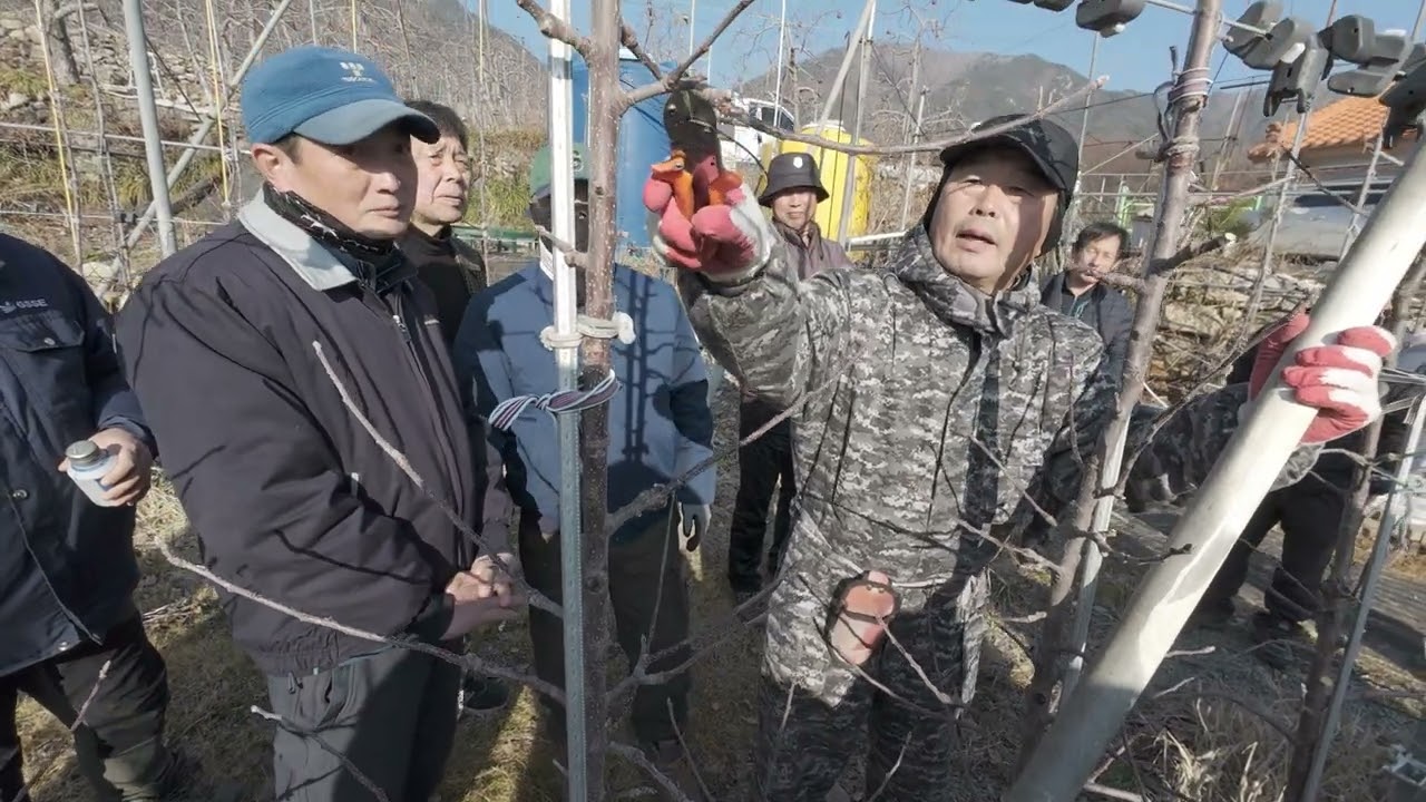 밀양 얼음골 사과 연구회 밀식과원 전지전정 교육 02