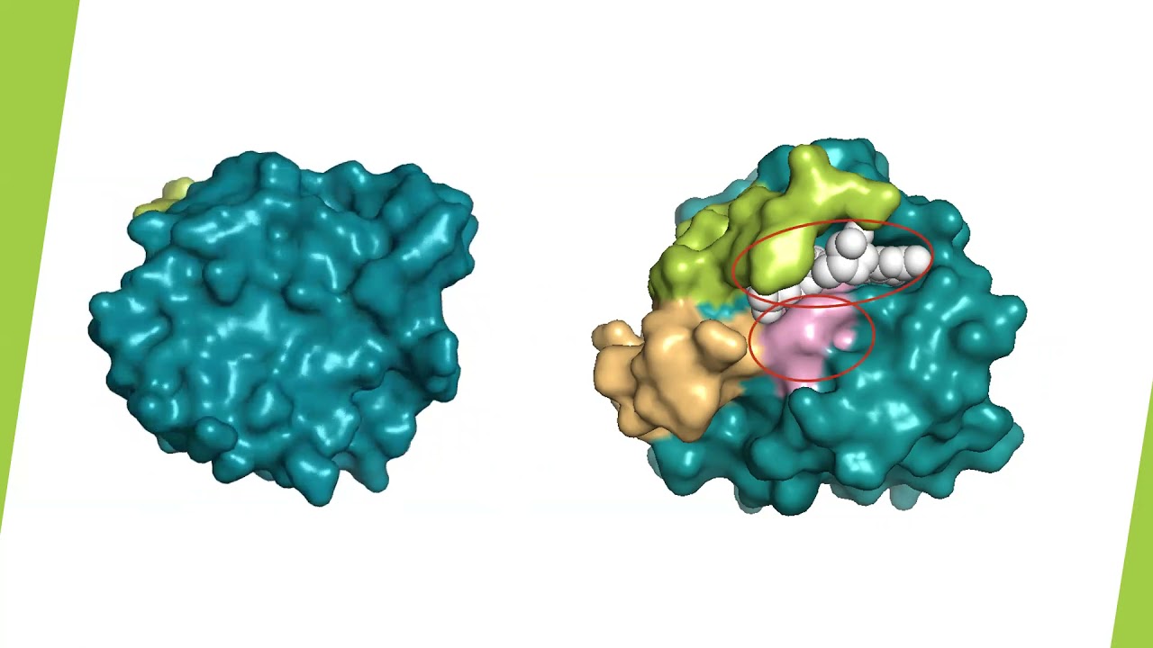 Effect of G12V mutation on HRas Structure