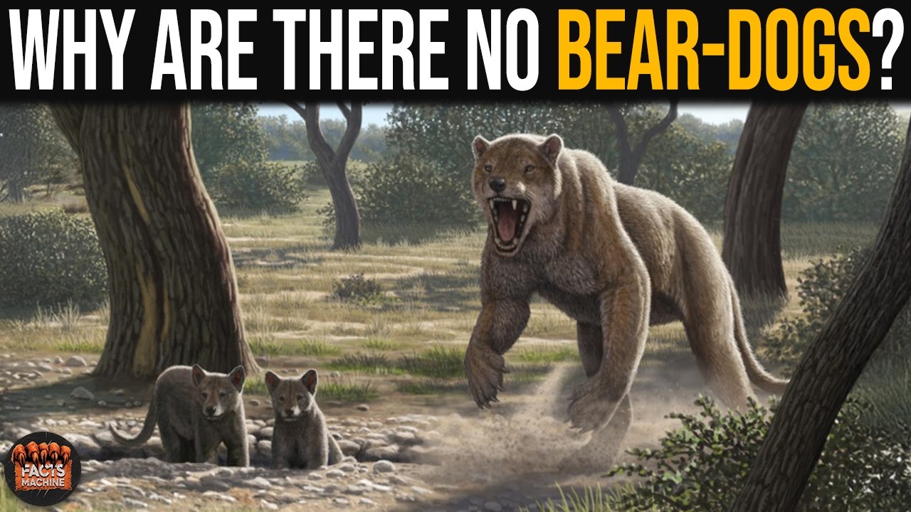 Why Are There No Giant Dogs Like Bears?