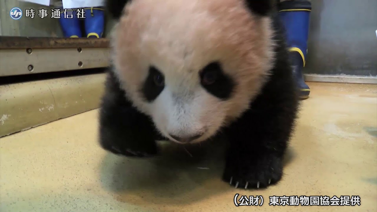 31日公開されたシャンシャンの映像