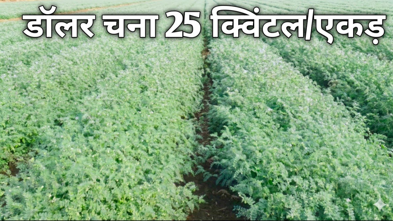 डॉलर चना से 25 क्विंटल उत्पादन कैसे लें | पूरी जानकारी । डॉलर चना खेती | एक एकड़ से 25 क्विंटल चना