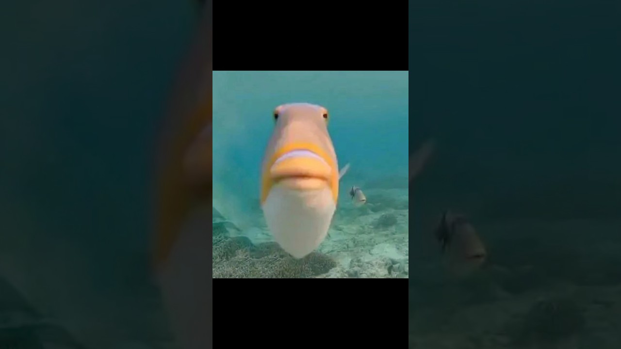 🎣