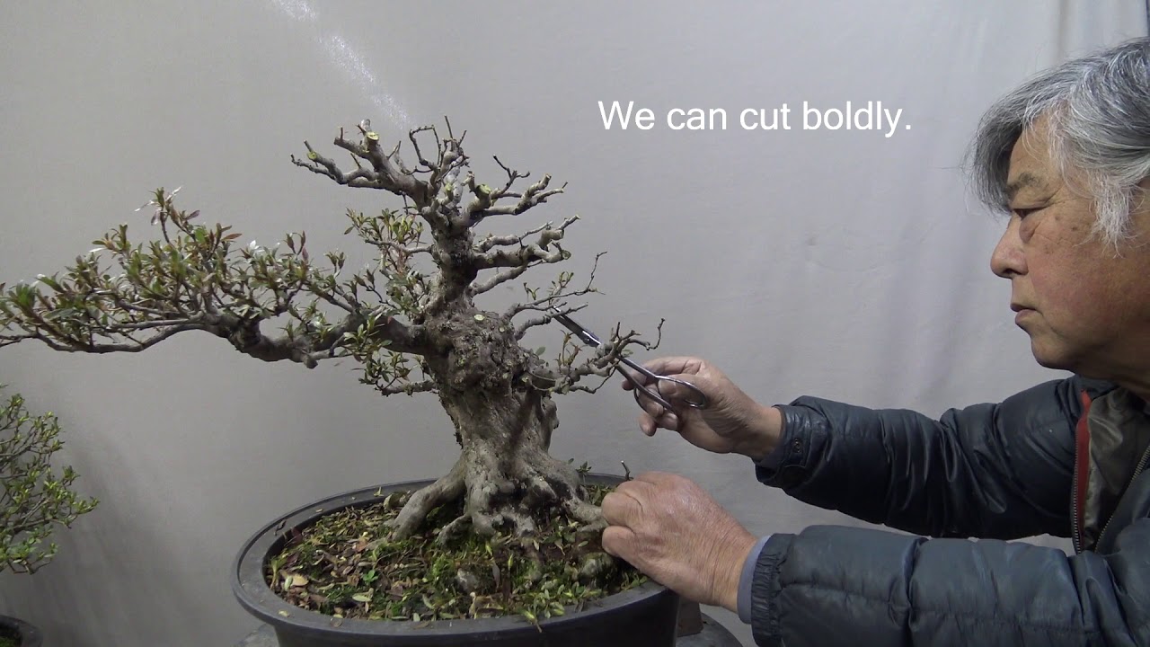 Bonsai master cut tree drastically for making new style.