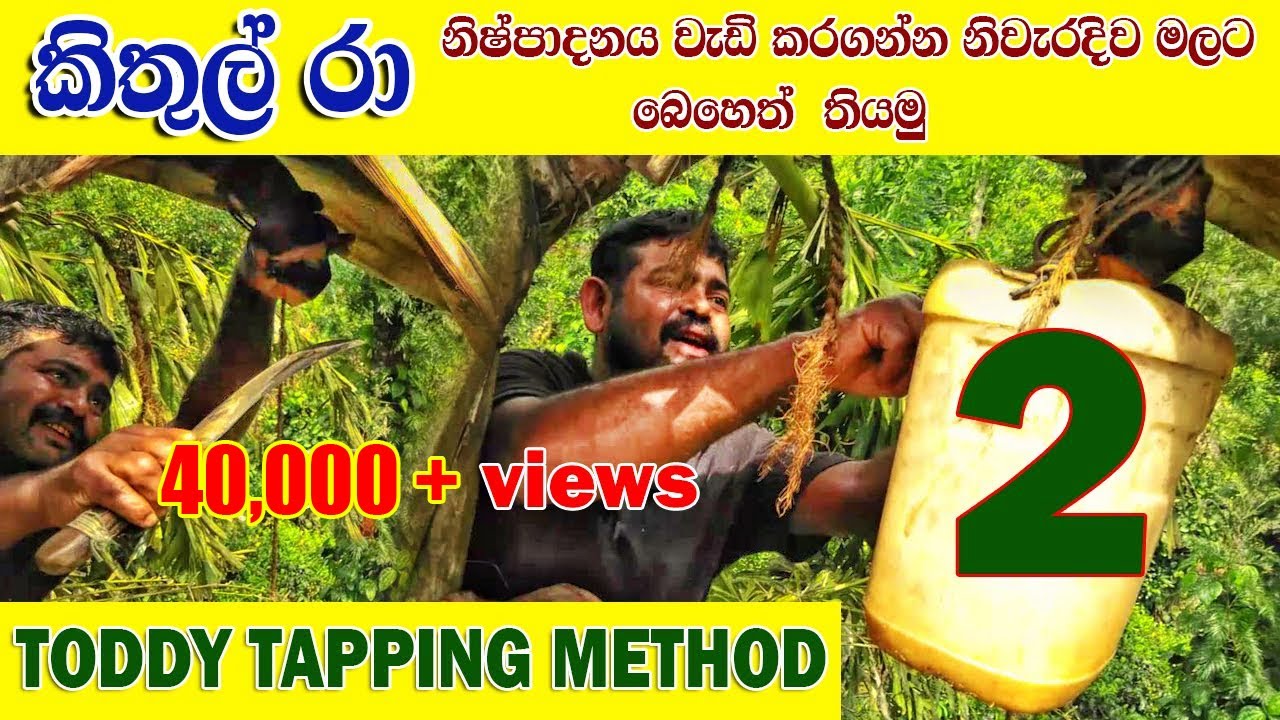 කිතුල් රා නිෂ්පදනය-2/Toddy Tapping Method -PART 2/kithul ra/ankumbura