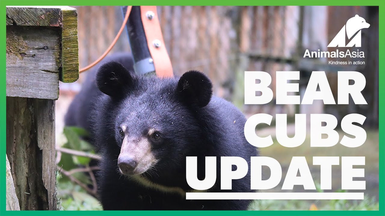 Four rescued bear cubs find happiness at Animals Asia’s sanctuary