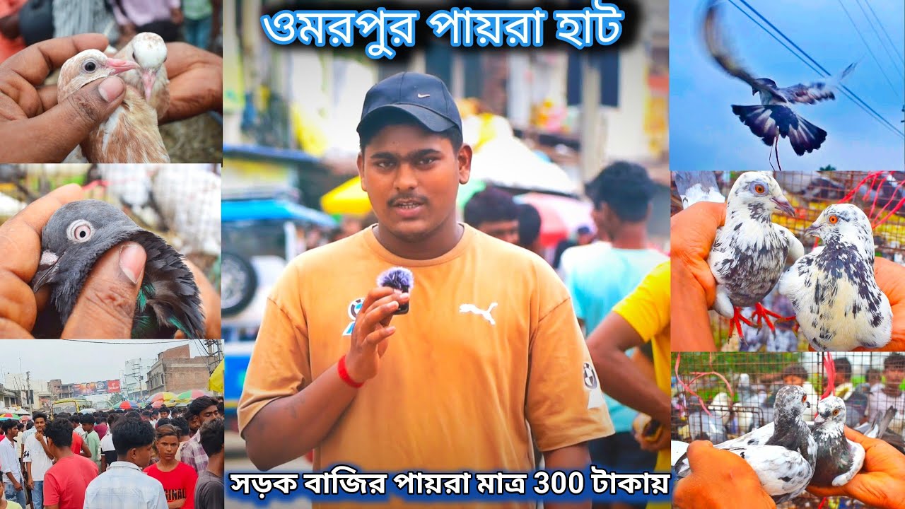 ওমরপুর পায়রার হাট |umarpur pigeon market |গিরিবাজ পায়রার হাট মুর্শিদাবাদের পায়রার হাট@dspigeon519