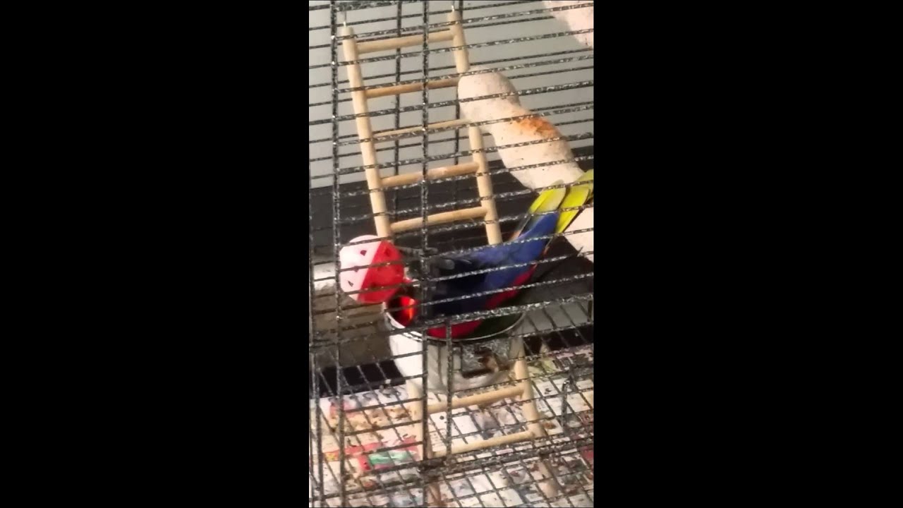 Black cap lory play trick