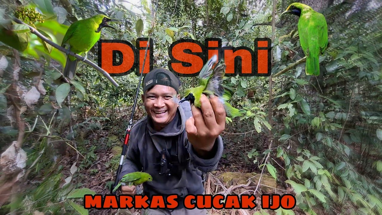 Gila Ternyata Di Hutan Ini Banyak Sekali Burung Cucak Ijo Nya