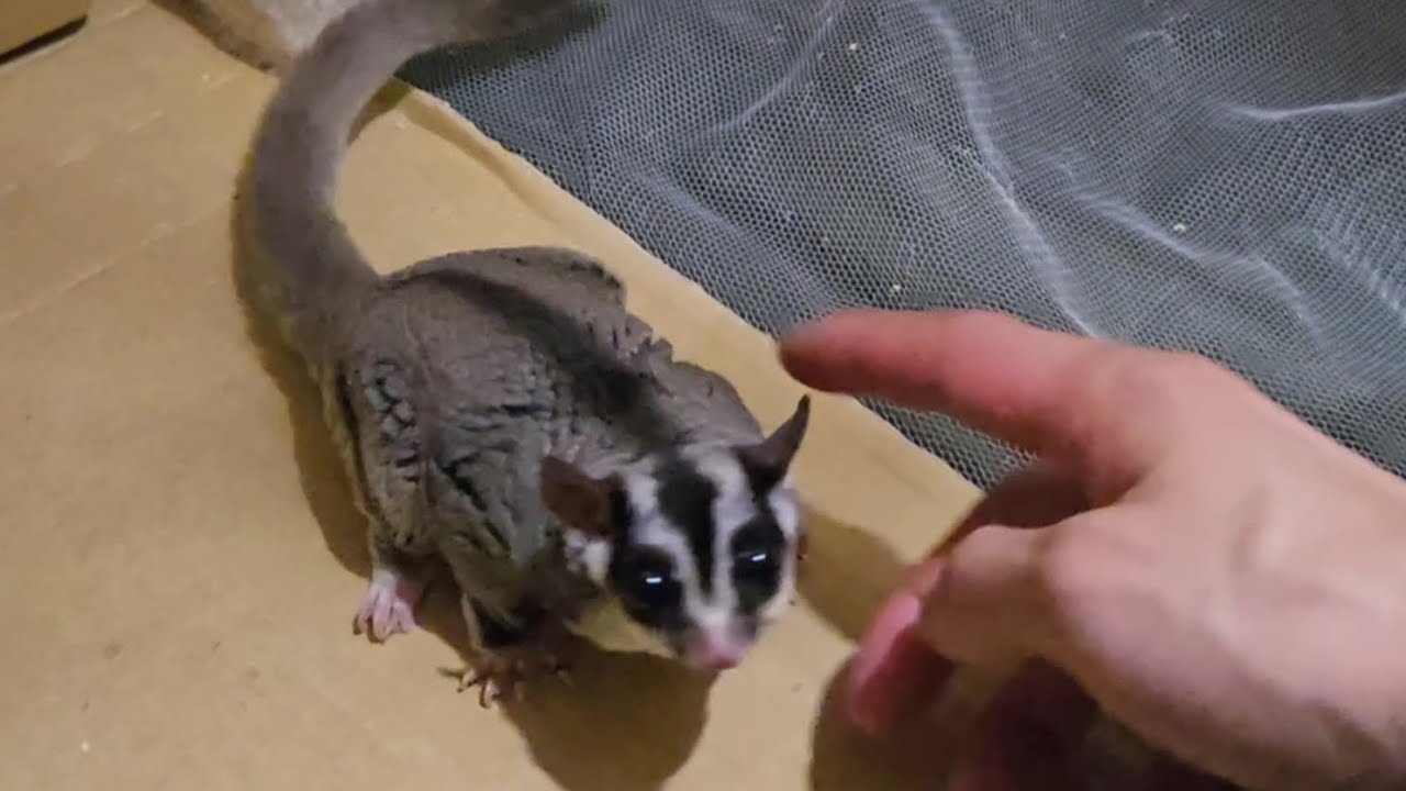 #104 今日は撫でさせてくれませんでした Didn't let me pet him today