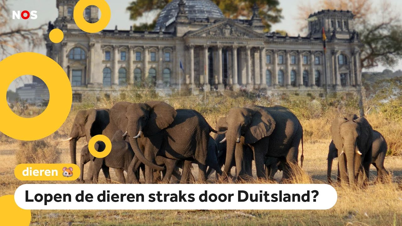 Botswana en Duitsland maken ruzie over olifanten