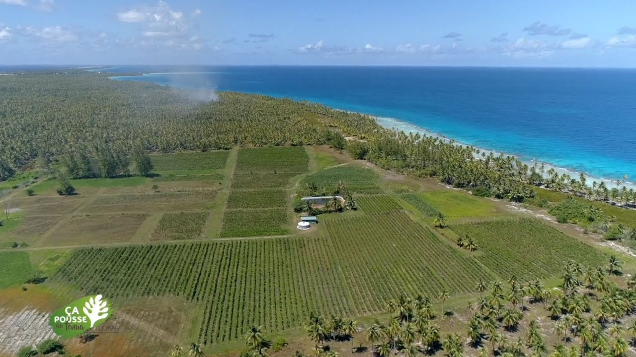 Ça pousse au fenua - Le Mag : Rangiroa