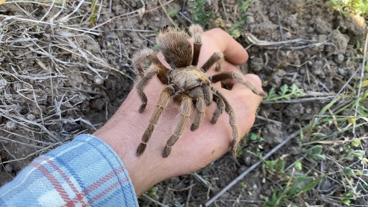 Looking for Tarantulas, Snakes, and Centipedes in California ( Part II )
