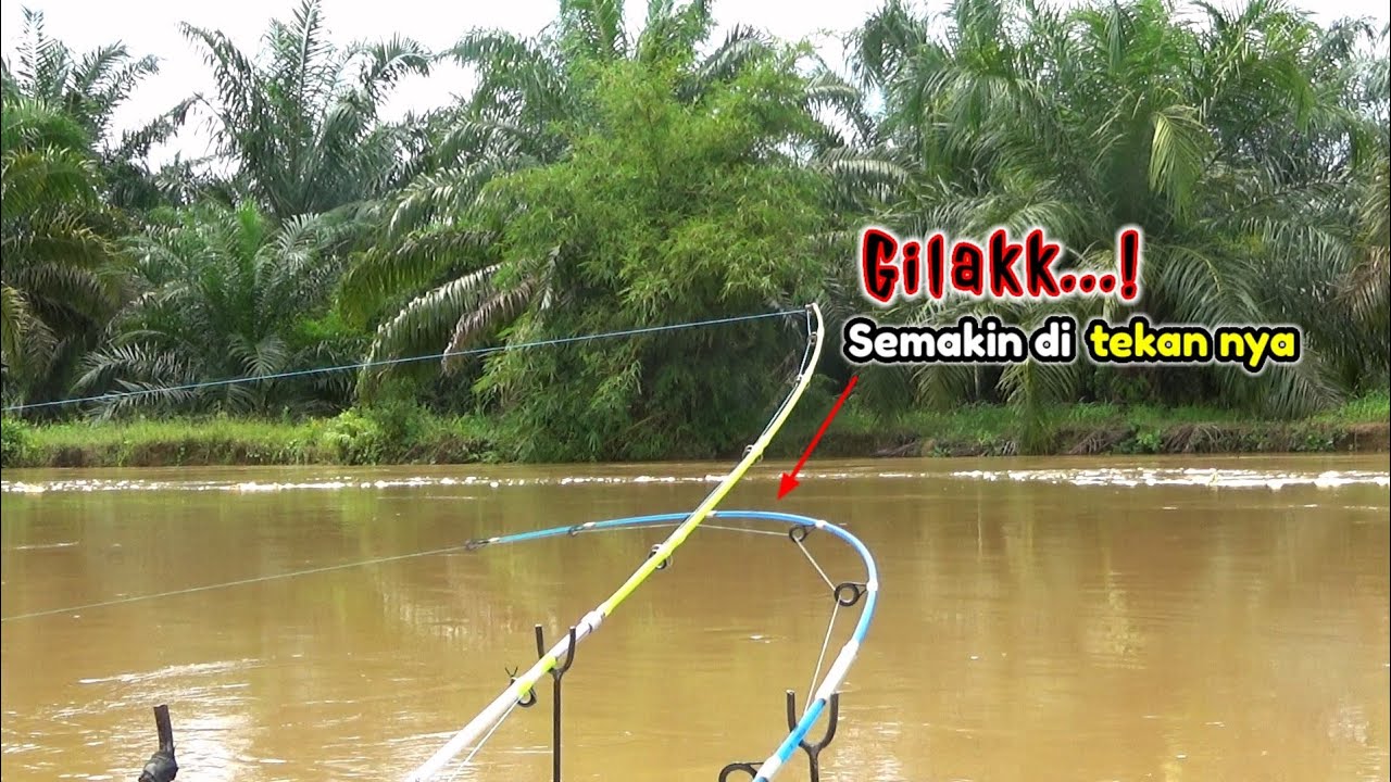 Gila bener!!! Mancing di Sungai saat banjir besar malah diserang rombongan ikan ganas