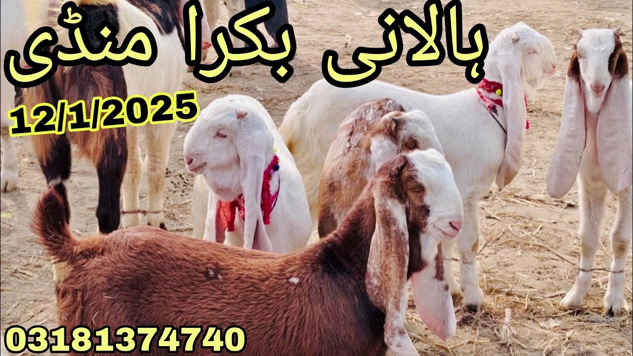 Halani bakra mandi lajwab bakry #goat #cowmandi2023karachi #cattlemarket #karachi #eiduladha2023