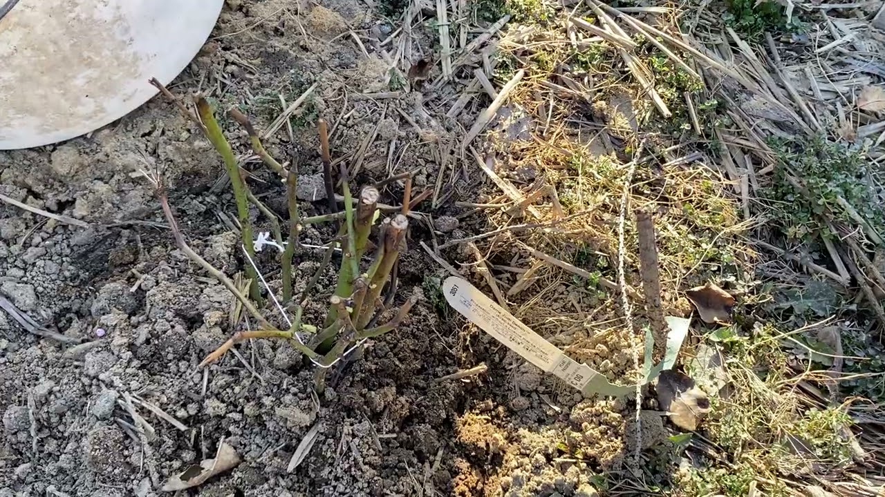 Заглядаю до своїх англієчок, які ж зараз подаровані мені оригінальні троянди від David Austin Roses