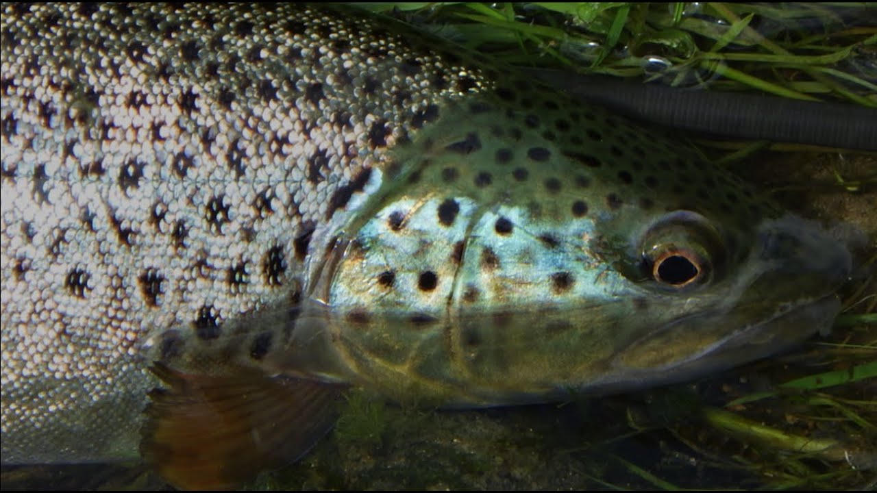 Pêche en nymphe au grand fil [ Indicateur ] : Arrêt sur image N°1, rivière moyenne classique [ 2/3 ]
