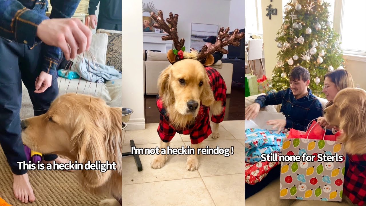 Golden retrievers Christmas day With Family