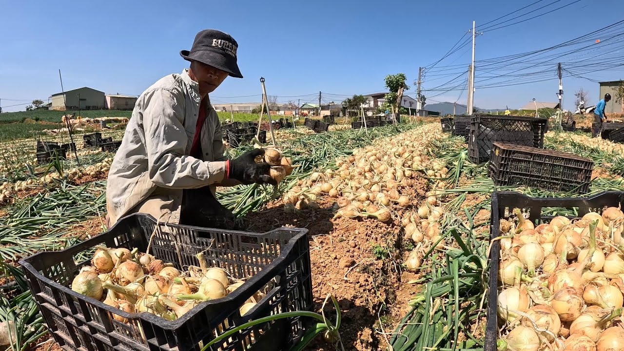 HÀNH TÂY Đà Lạt đầu mùa, giá bán chạm đỉnh.