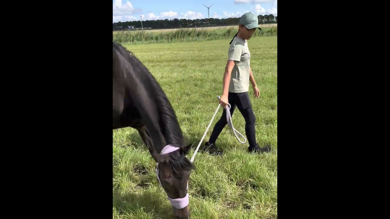 Mirte op de wei