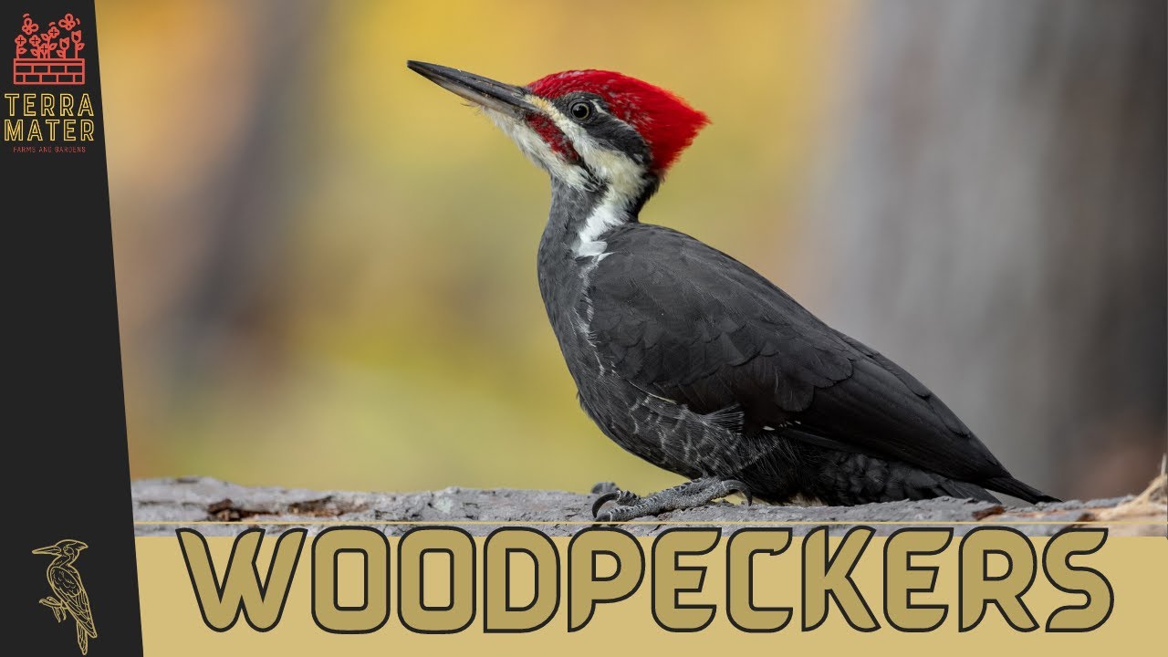 Discover Woodpeckers: Nature's Tree Artists! 🪵🔨 (Picidae Family)