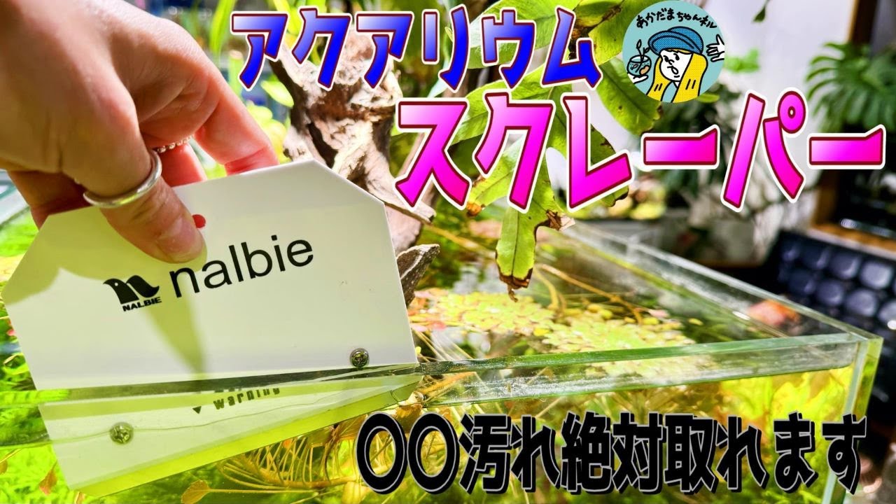 【アクアリウム】アクアリストに使ってほしい！（水槽の水垢が一発で取れるスクレーパーがあるのをご存じですか？ナルビーアクアリウムスクレーパー）