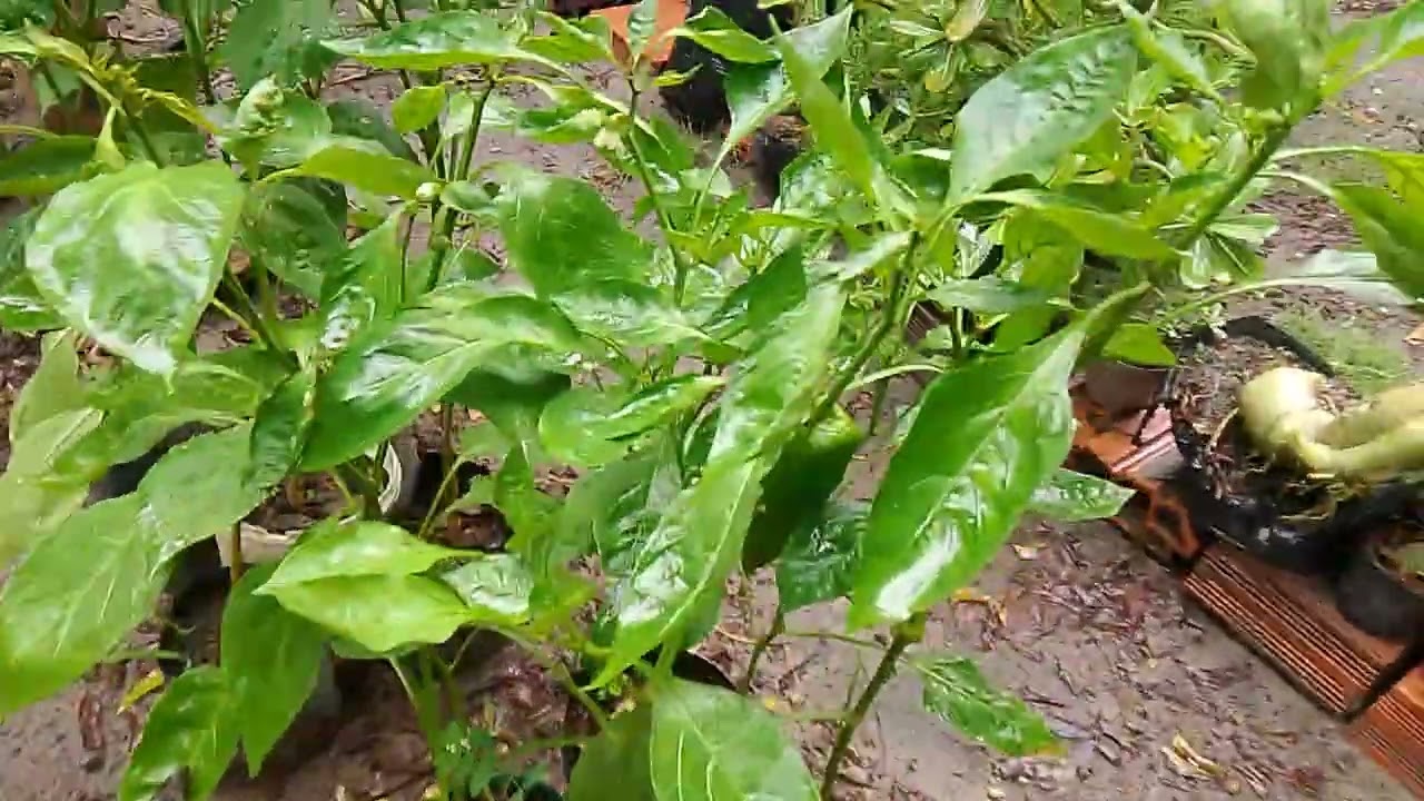 Mudas frutíferas e ornamental do Flavio mudas 