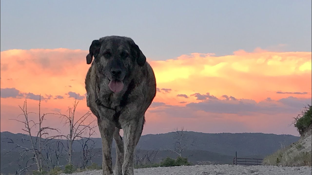 We had to say goodbye to our old dog, Tucker