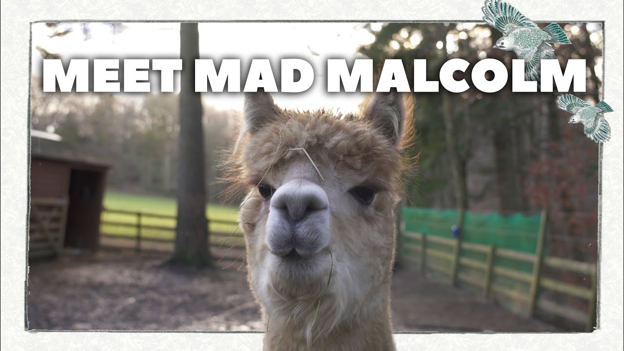Dealing With Alpaca Behavioural Issues 😡 | Meet Mad Malcom