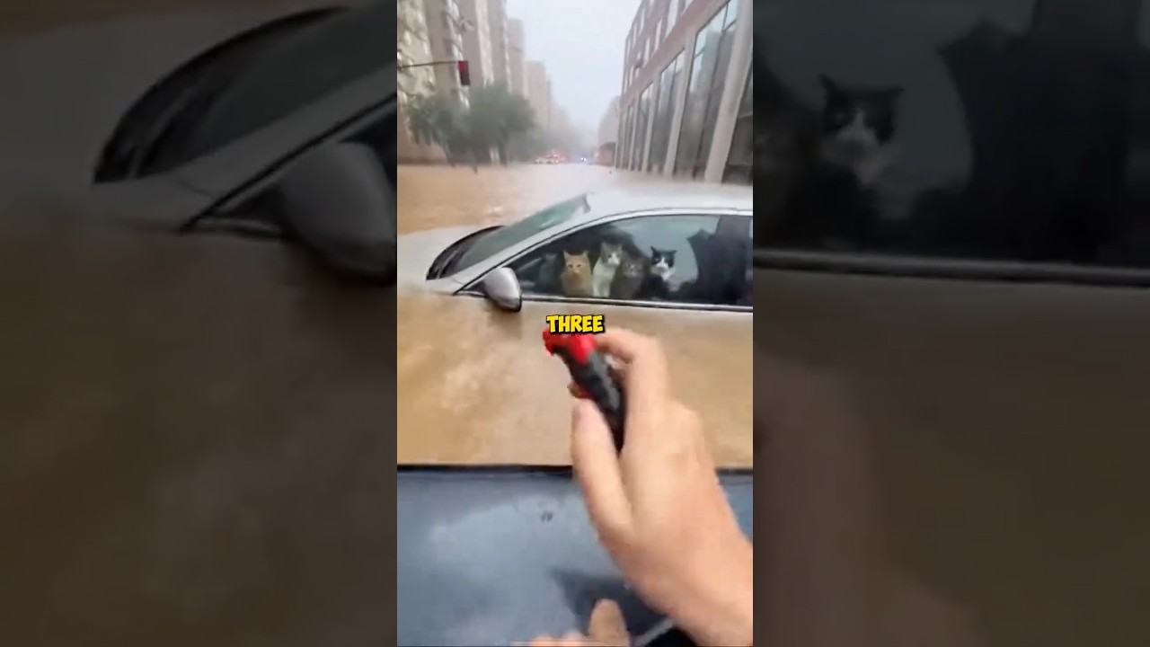 The Most Emotional Flood Rescue Ever..Animals Crying for Help 🐾🌊 #animalrescue #humanity #trend