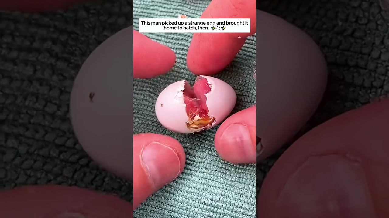 This Man Found a Strange Egg and the Surprise After. #animalshorts