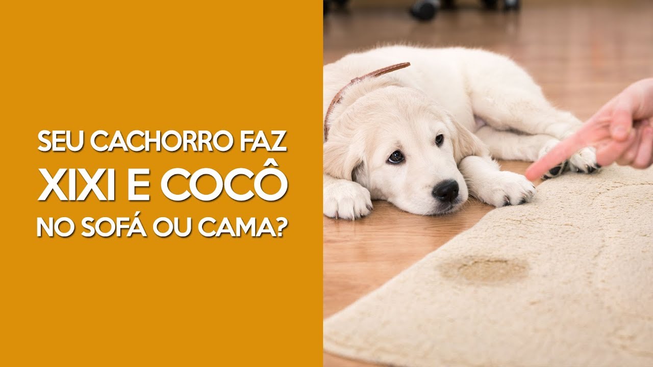 SEU CACHORRO FAZ XIXI OU COC&Ocirc; NO SOF&Aacute;? - ADRIANA DE OLIVEIRA