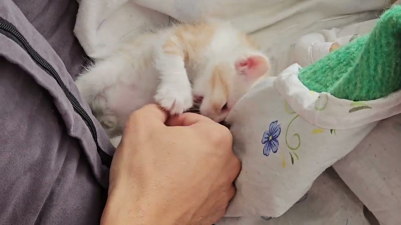 Little Peter’s Best Cute & Funny Kitten Moments Compilation 🐈💕