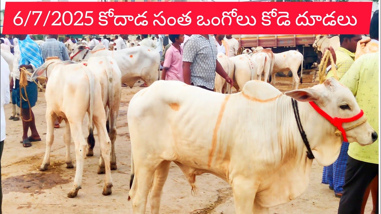 ఈ ఆదివారం కోదాడ సంత లో మంచి ఒంగోలు దూడలు 6/7/2025 Kodad Bulls market #ongolecattle #highlights