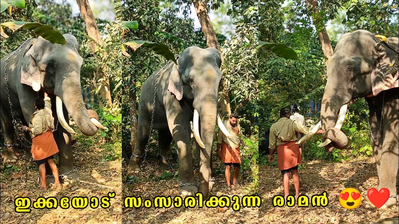 ഊട്ടോളി രാമനും ഇക്കയും❤രാമനോട് സംസാരിക്കുന്ന ഇക്ക 😍❤  Uttoly raman and mahout 