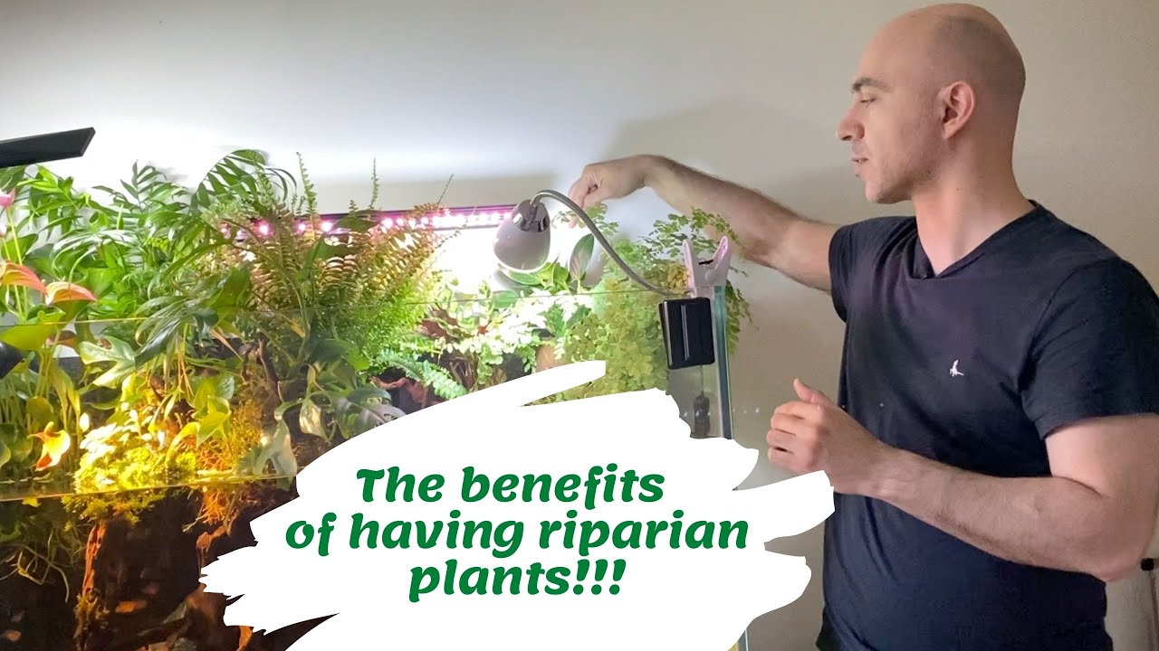 What are the benefits of having riparian plants in your aquarium?