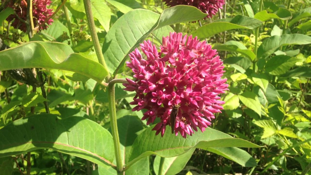 A Skipper Butterfly on a Purple Milkweed Flower