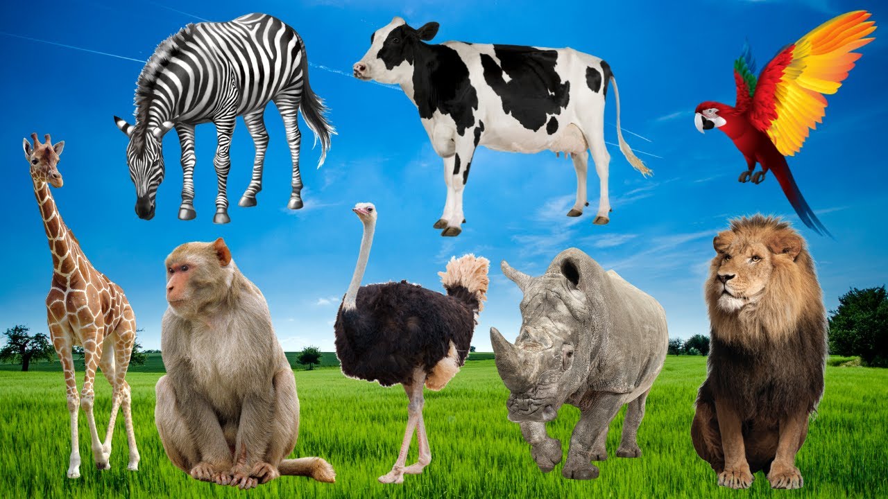 SONIDO DE ANIMALES: VACA, CABALLO, ELEFANTE, PERRO, GATO | ANIMALES DE LA GRANJA | ANIMAL SOUNDS