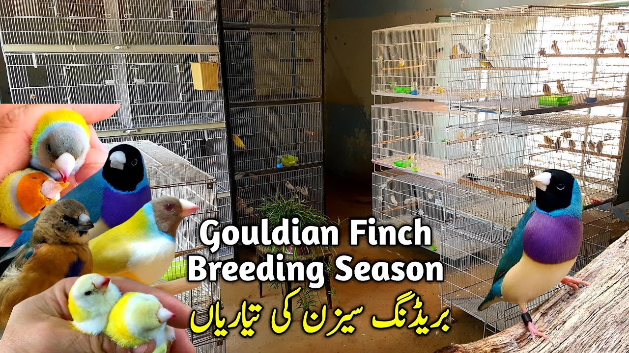 My New Gouldian Finches Room 😍 || Gouldian Finch Breeding Season || Gouldian Finch Breeding Setup
