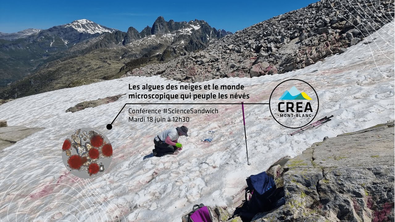 #ScienceSandwich : Les algues des neiges et le monde microscopique qui peuple les névés