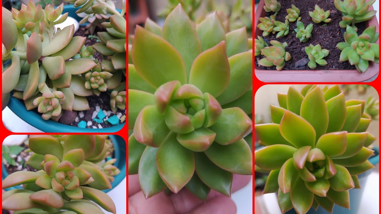 Sedum Adolphi:/Como cuidar, como ter muitas mudas para gerar uma renda extra com vendas...