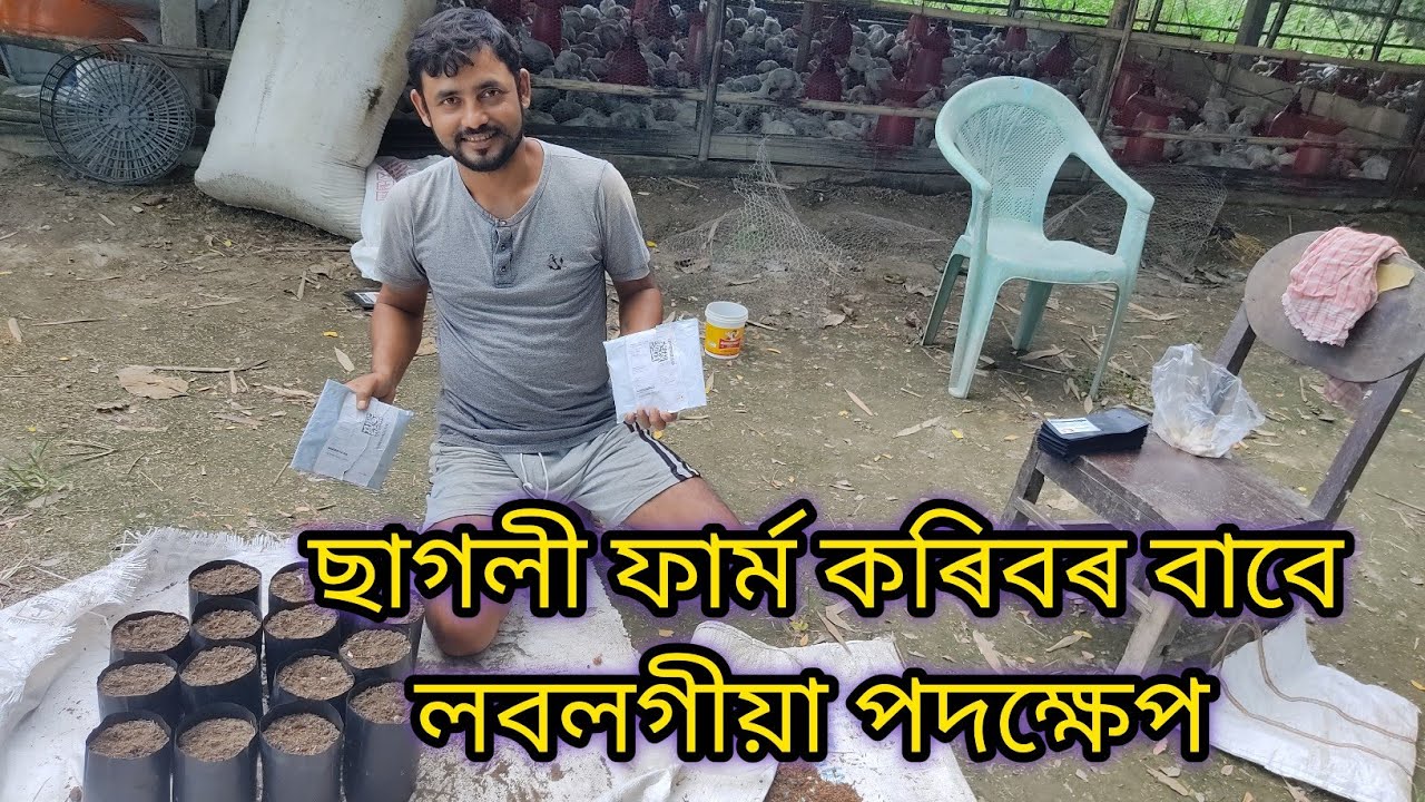 How to grow moringapkm1 / Subabul goats farm in assam